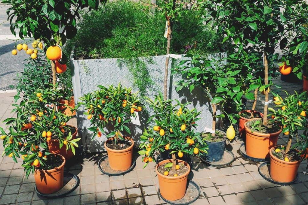 زراعة الأشجار المثمرة في حديقة المنزل 