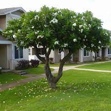 تقليم الاشجار بالدمام