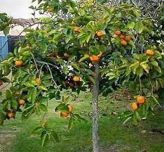 وقت زراعة الأشجار المثمرة