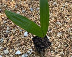 زراعة النخيل بالدمام