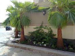 تكريب النخيل الواشنطني