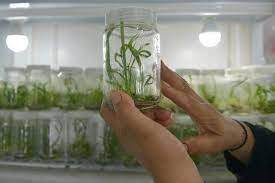 زراعة النخيل بالانسجة