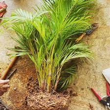 زراعة شتلات النخيل