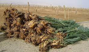 نقل فسائل النخيل