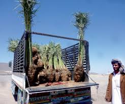 نقل فسائل النخيل