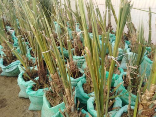 نقل فسائل النخيل