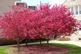 اشجار زينة خارجية اشجار زينة خارجية