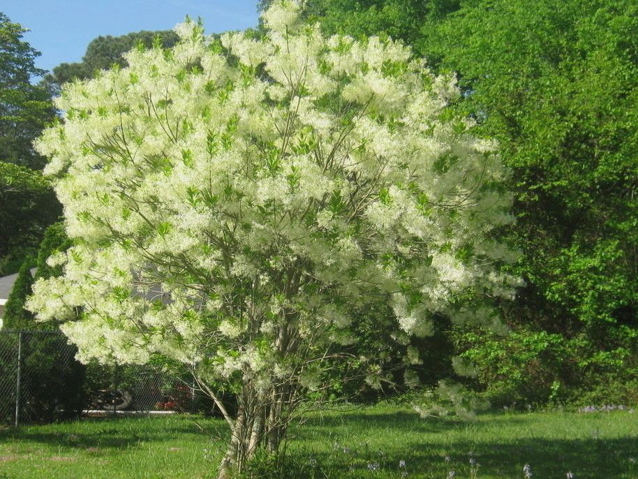 اجمل اشجار الزينة الخارجية اجمل اشجار الزينة الخارجية