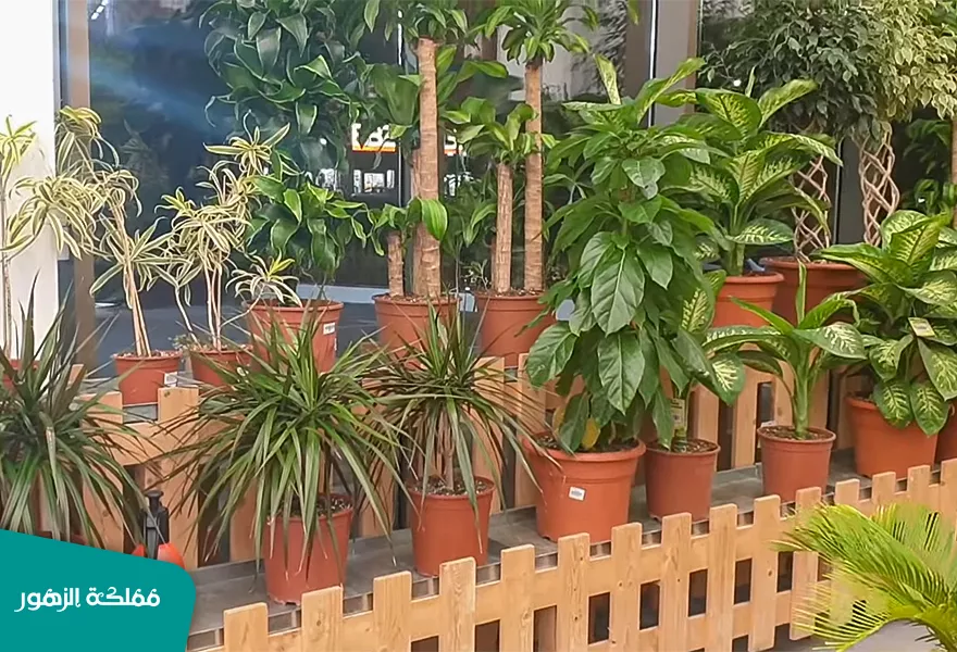 مستلزمات حديقة