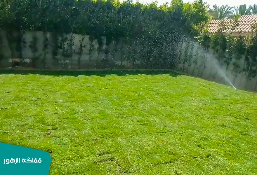 العشب الطبيعي للحدائق
