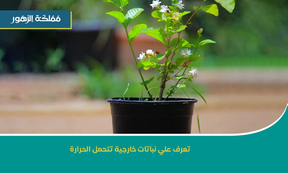 نباتات خارجية تتحمل الحرارة