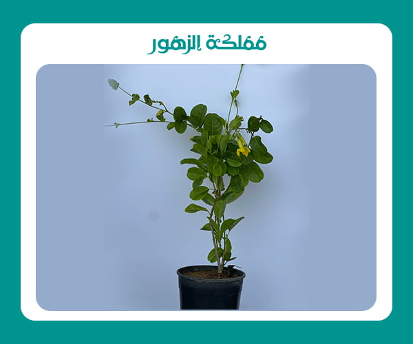 نباتات خارجية تتحمل الحرارة