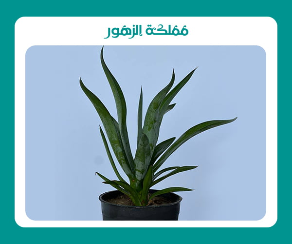 نباتات خارجية تتحمل الحرارة