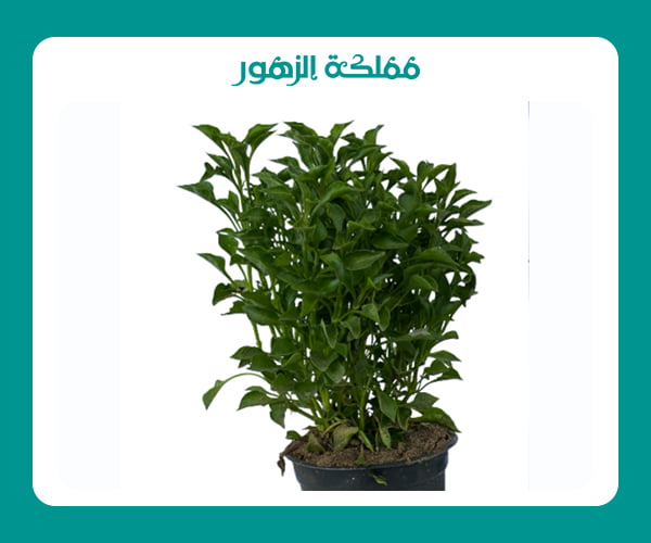 نباتات خارجية تتحمل الحرارة