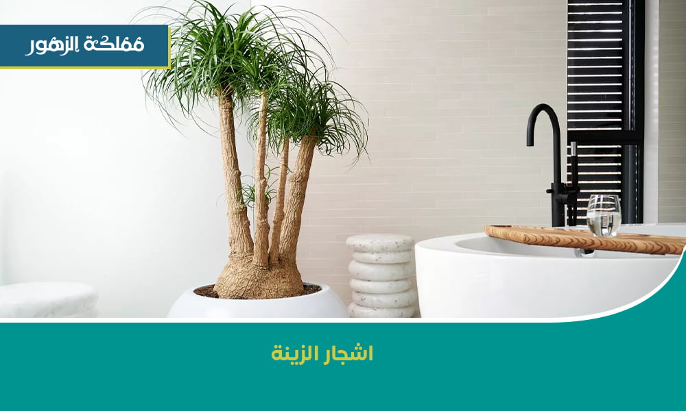 اشجار الزينة