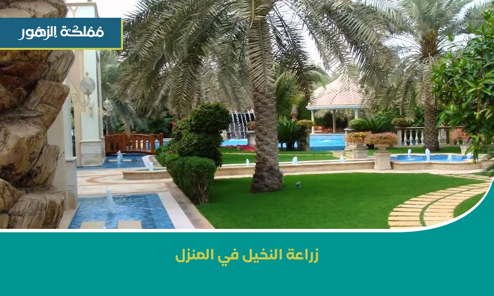 زراعة النخيل في المنزل