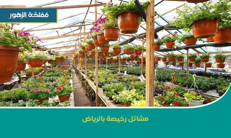 مشاتل رخيصة بالرياض