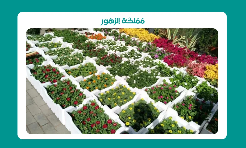 مشاتل رخيصة بالرياض