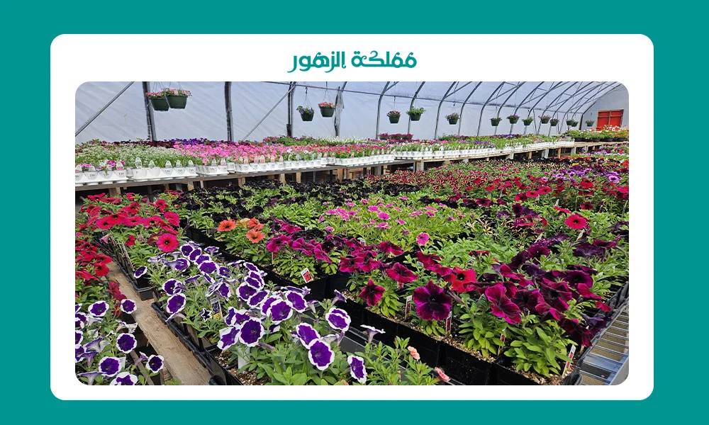 مشاتل رخيصة بالرياض