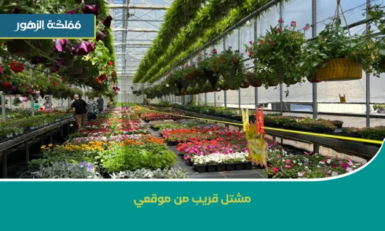 مشتل قريب من موقعي