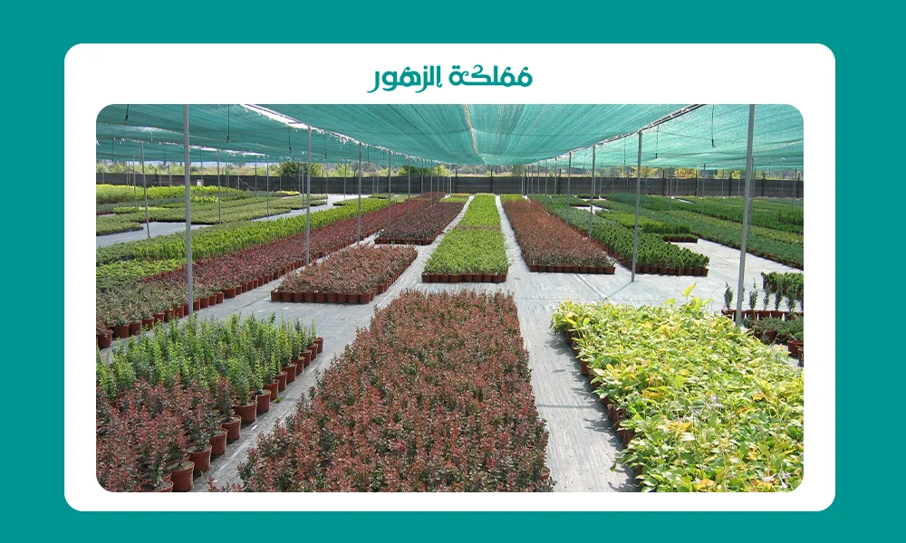 مشتل قريب من موقعي