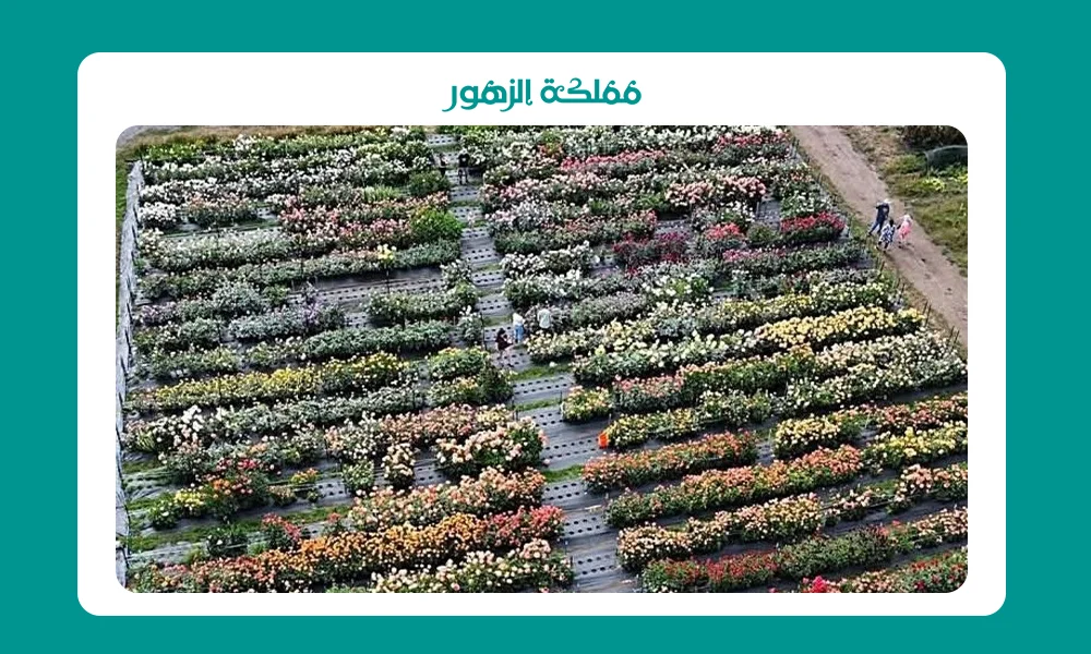 مشتل قريب من موقعي